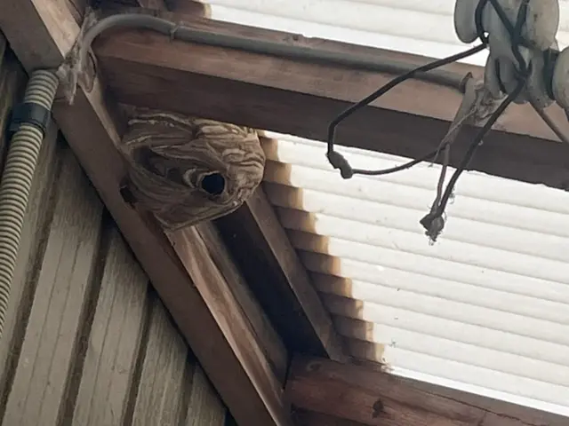 【蜂の成敗はお任せください！】お見積りは【このサービスについて質問する】へ！！サービスの画像