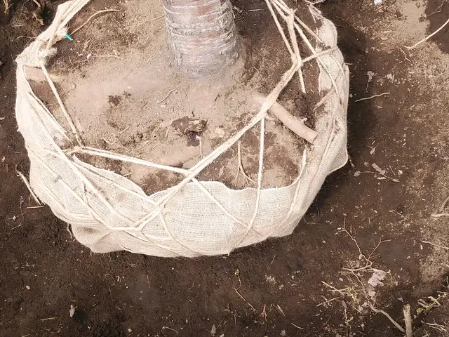 造園技能士が対応いたします。樹木に適した移植方法を提案していきます！サービスの画像