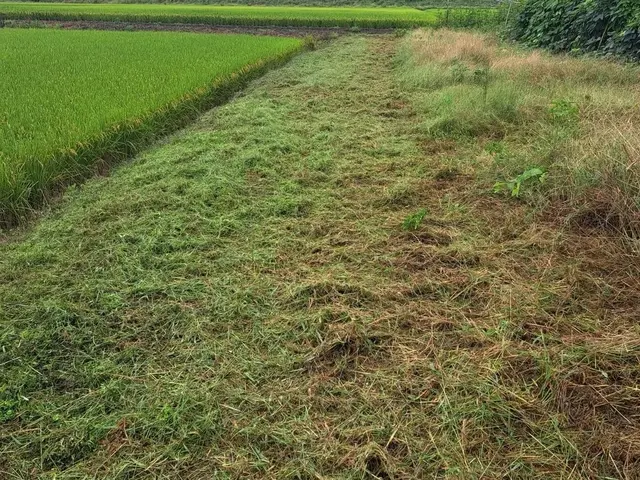 草刈り（草刈機）サービスの画像