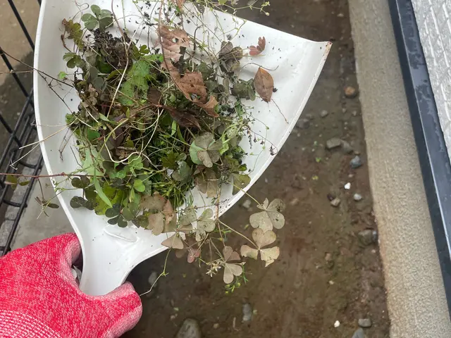 11/19.20空きあり！◆除草剤無料施行中◆情熱の草むしり！ジャングルでも対応サービスの画像