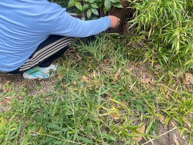 11/19.20空きあり！◆除草剤無料施行中◆情熱の草むしり！ジャングルでも対応サービスの画像