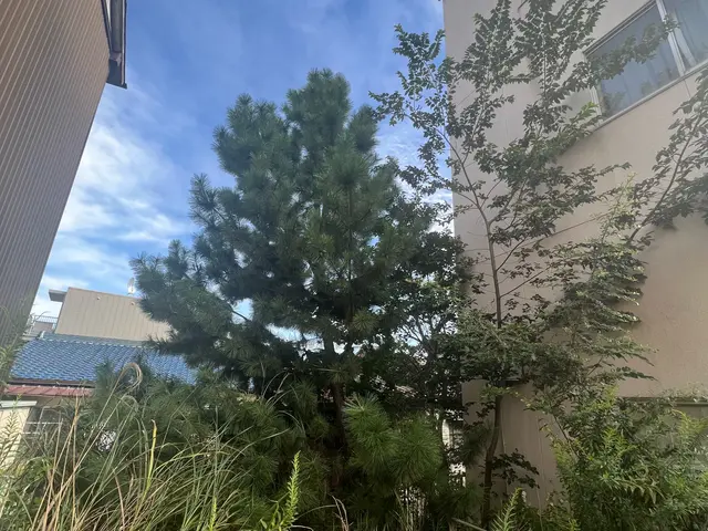 お庭、空き地などの、伐採・伐根いたします。11月空きあります。サービスの画像