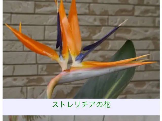 【地域密着・土曜も営業！】経験豊富なスタッフによる丁寧な庭仕事◆損保加入済サービスの画像