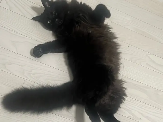 年内受付終了【世田谷】元動物病院勤務サービスの画像