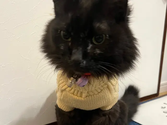 年内受付終了【世田谷】元動物病院勤務サービスの画像