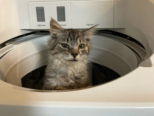 年内受付終了【世田谷】元動物病院勤務サービスの画像