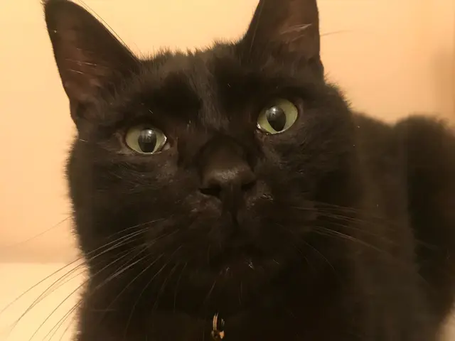 年内受付終了【世田谷】元動物病院勤務サービスの画像