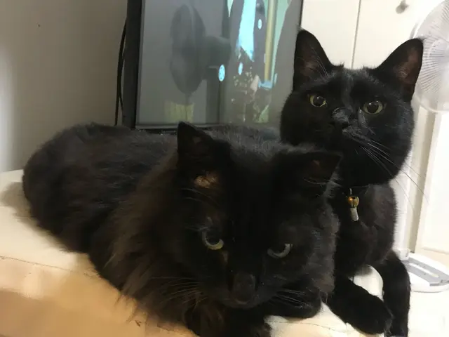 年内受付終了【世田谷】元動物病院勤務サービスの画像