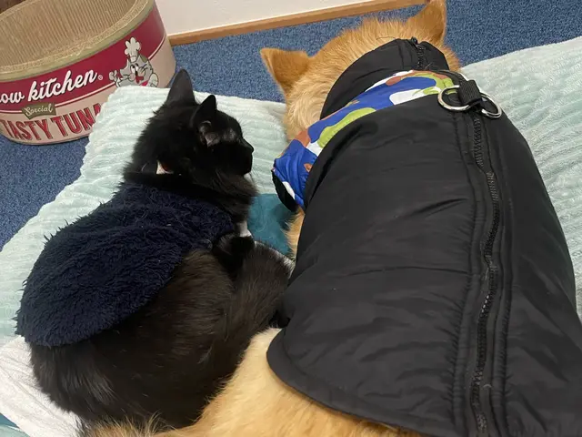 年内受付終了【世田谷】元動物病院勤務サービスの画像