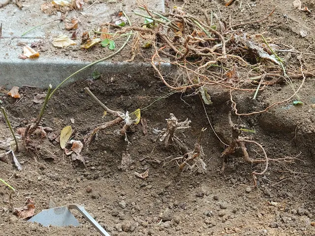 『必ず綺麗にする、草引き。』サービスの画像