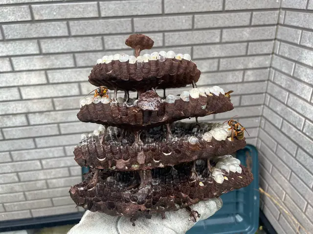 【口コミ高評価・即日対応】手際よく安心！再発保証付き蜂の巣駆除サービスの画像