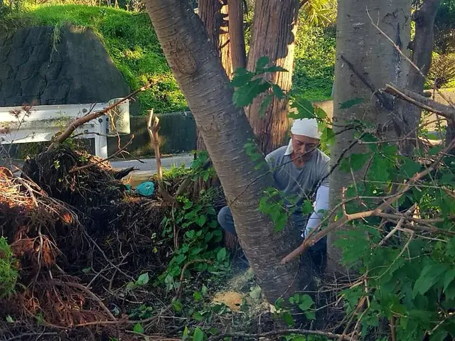 支障木、危険木の伐採賜ります！他店で断られた件を気軽にご相談くださいませ。サービスの画像