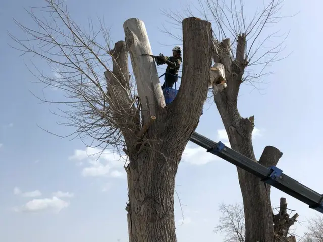 支障木、危険木の伐採賜ります！他店で断られた件を気軽にご相談くださいませ。サービスの画像