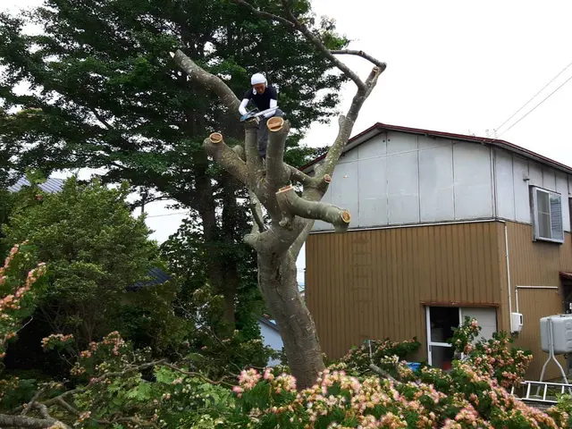 支障木、危険木の伐採賜ります！他店で断られた件を気軽にご相談くださいませ。サービスの画像