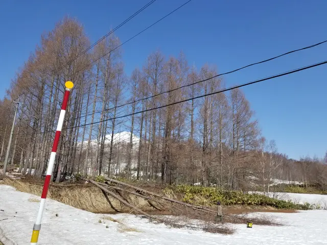 支障木、危険木の伐採賜ります！他店で断られた件を気軽にご相談くださいませ。サービスの画像