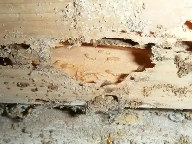 駆除歴10年以上の有資格者多数在籍【事前見積り無料】【事前調査可能】関西支店サービスの画像