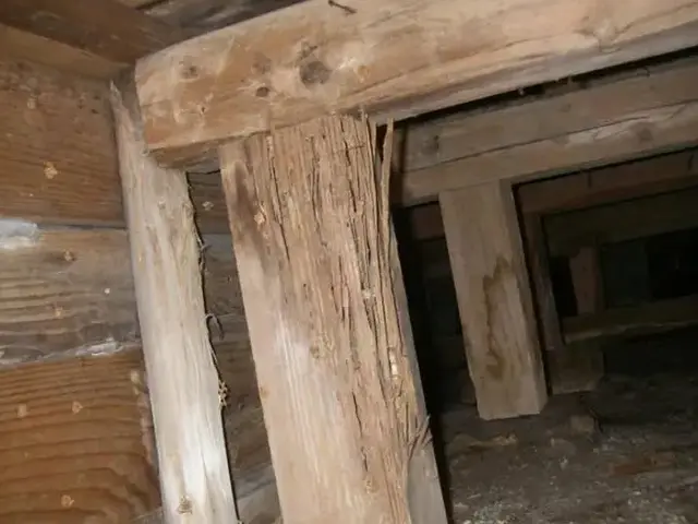 駆除歴10年以上の有資格者多数在籍【事前見積り無料】【事前調査可能】関西支店サービスの画像