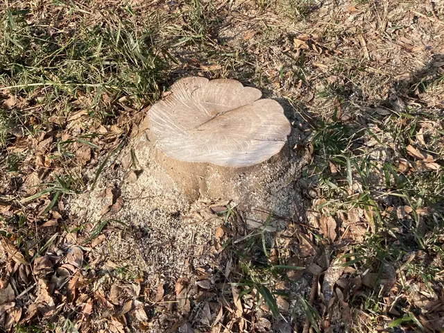 庭木の伐採お任せください。サービスの画像