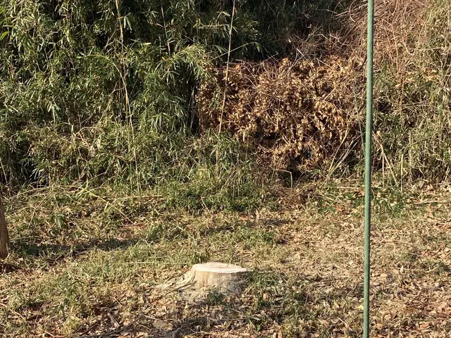 庭木の伐採お任せください。サービスの画像