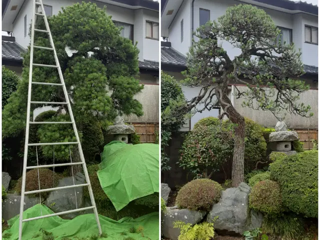常陸大宮市発…庭木の剪定。綺麗に早く作業させて頂いてます。ご依頼お待ちしてます。サービスの画像