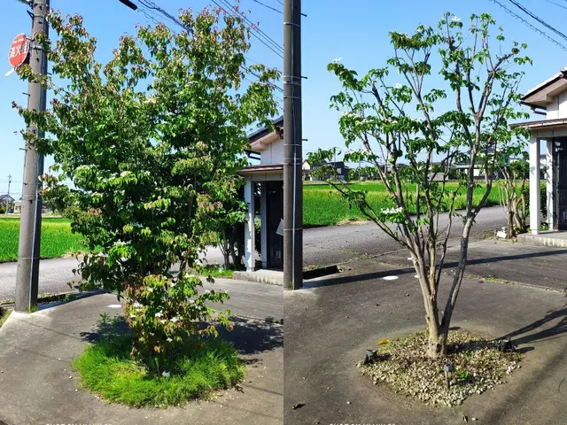 その樹木、本来の正しい姿(基本樹形)に剪定し、綺麗に仕上げます。サービスの画像