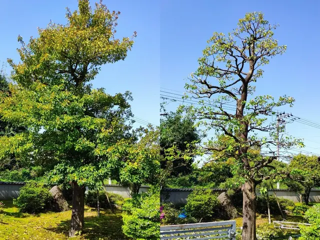 その樹木、本来の正しい姿(基本樹形)に剪定し、綺麗に仕上げます。サービスの画像