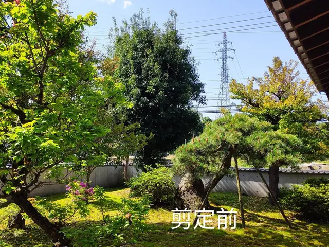 その樹木、本来の正しい姿(基本樹形)に剪定し、綺麗に仕上げます。サービスの画像