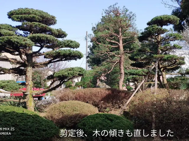 その樹木、本来の正しい姿(基本樹形)に剪定し、綺麗に仕上げます。サービスの画像