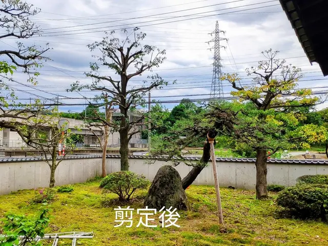 その樹木、本来の正しい姿(基本樹形)に剪定し、綺麗に仕上げます。サービスの画像