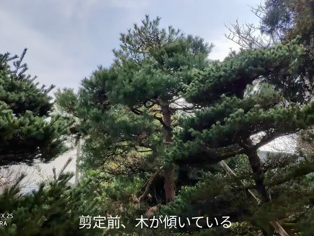 その樹木、本来の正しい姿(基本樹形)に剪定し、綺麗に仕上げます。サービスの画像