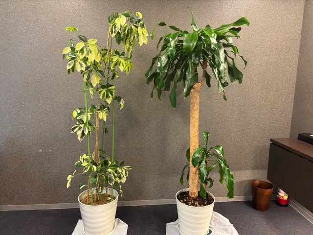 花や樹木を大切に　丁寧に作業致します　鉢の植え替えサービスの画像