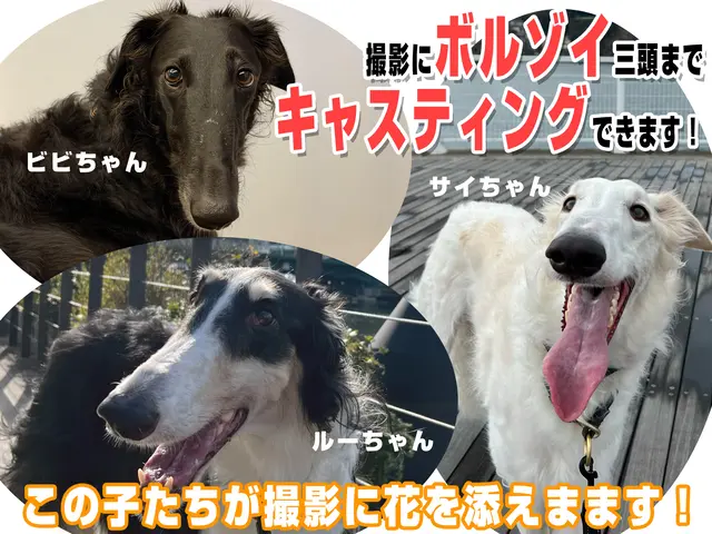 大型犬（ボルゾイ）キャスティングできます◆全国出張相談可◆ペットの撮影○◆犬好きサービスの画像