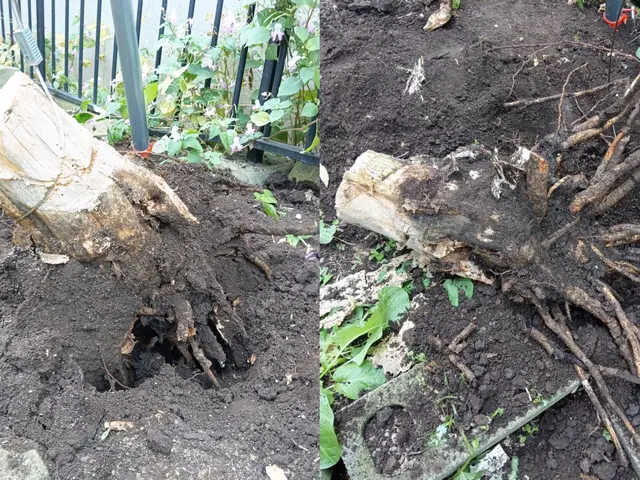 【庭木1本〜OK！】格安・即日対応◎倒れる前に安全伐採◎庭木まるごとお任せ！サービスの画像