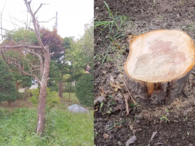 【庭木1本〜OK！】格安・即日対応◎倒れる前に安全伐採◎庭木まるごとお任せ！サービスの画像