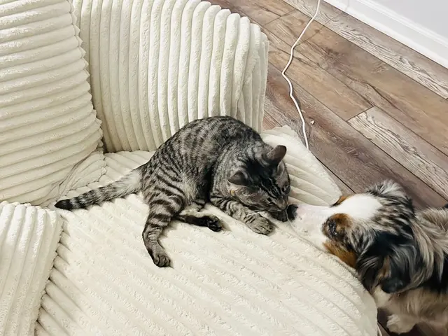 【布製品を洗浄可！】ペットの粗相や嘔吐、飲料等の汚れも可能な限り、除去・清掃！サービスの画像