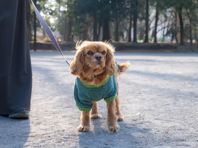 【先着5組限定】破格の1桁OFF！ペット撮影♪大切な家族の姿を撮影します