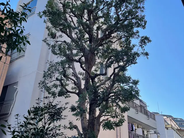 個人邸からマンション、会社の植栽管理まで承ります。サービスの画像