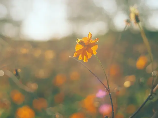 【想い出を形に】カップルフォト撮影します◎ 結婚式用,誕生日用,プロポーズ用等＊サービスの画像