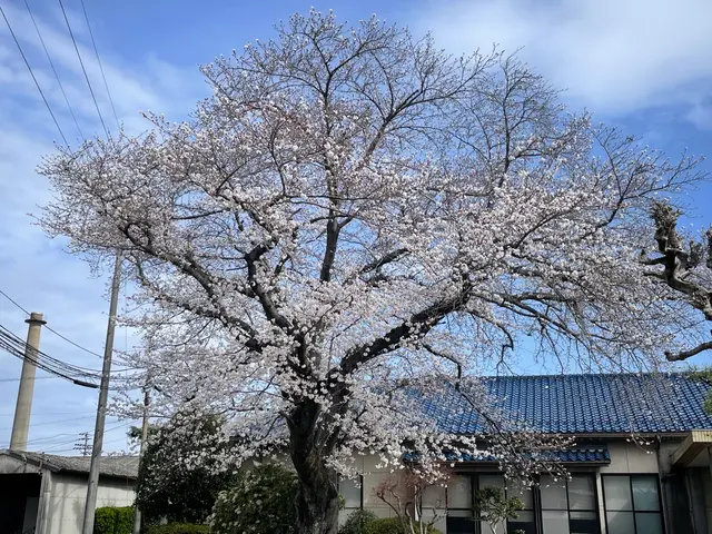 日本庭園から大木の剪定まで、実績経験と安全作業でお客様と植物の良い関係づくりを！サービスの画像