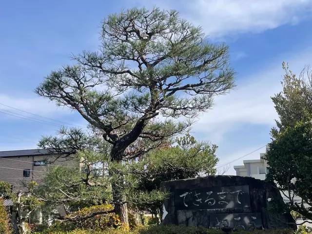 日本庭園から大木の剪定まで、実績経験と安全作業でお客様と植物の良い関係づくりを！サービスの画像