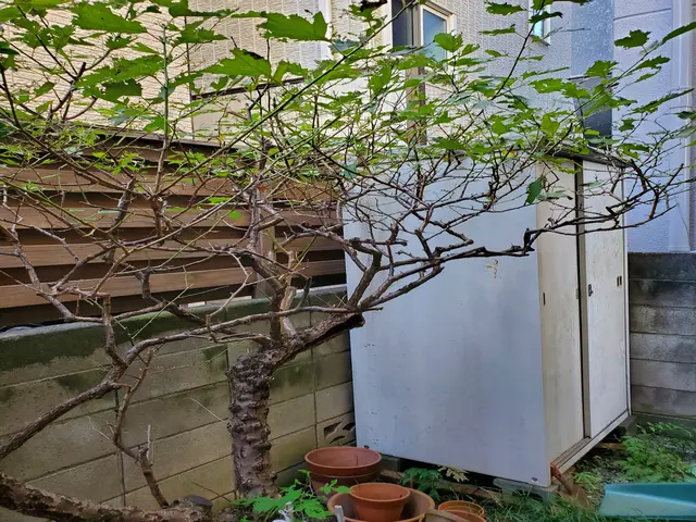 お見積り無料　お庭の木の剪定ならお任せくださいサービスの画像