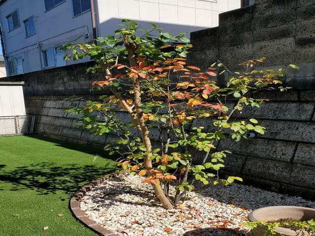 お見積り無料　お庭の木の剪定ならお任せくださいサービスの画像