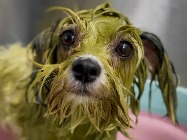 【深夜対応可！】トリミングカー車内で施術。営業時間12時～24時！年齢制限なし◎サービスの画像