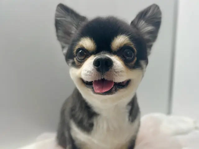 【深夜対応可！】トリミングカー車内で施術。営業時間12時～24時！年齢制限なし◎サービスの画像