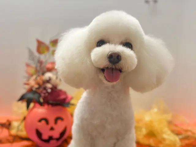 【深夜対応可！】トリミングカー車内で施術。営業時間12時～24時！年齢制限なし◎サービスの画像