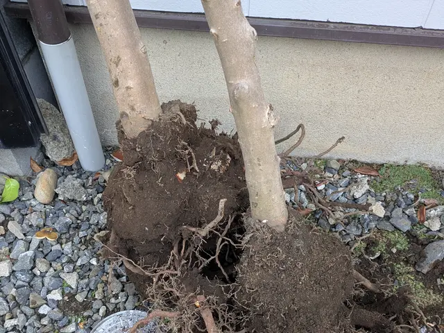 庭木の伐採・抜根で景観をキレイに！お庭のお困りごとは何でもご相談ください(^^)サービスの画像