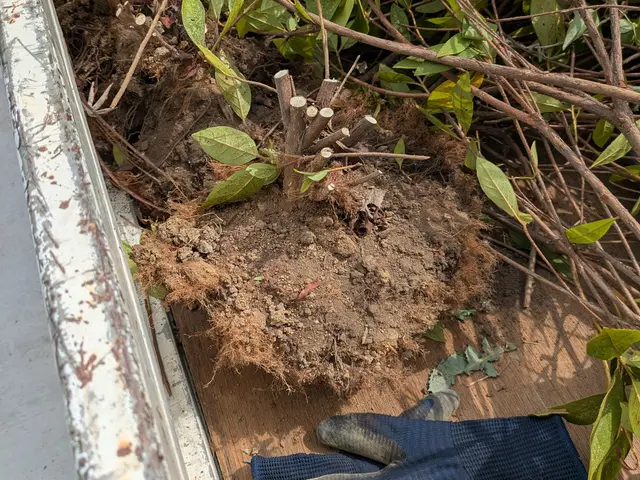 庭木の伐採・抜根で景観をキレイに！お庭のお困りごとは何でもご相談ください(^^)サービスの画像