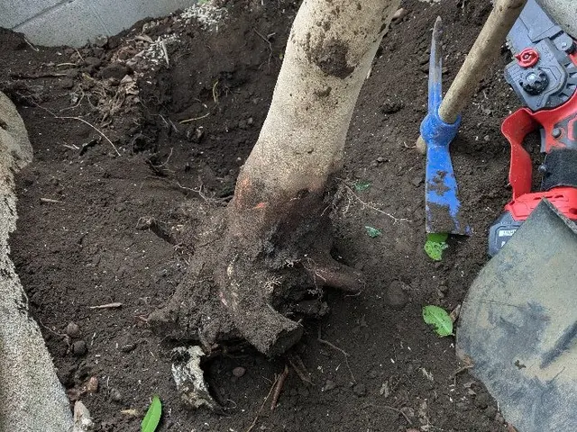 庭木の伐採・抜根で景観をキレイに！お庭のお困りごとは何でもご相談ください(^^)サービスの画像