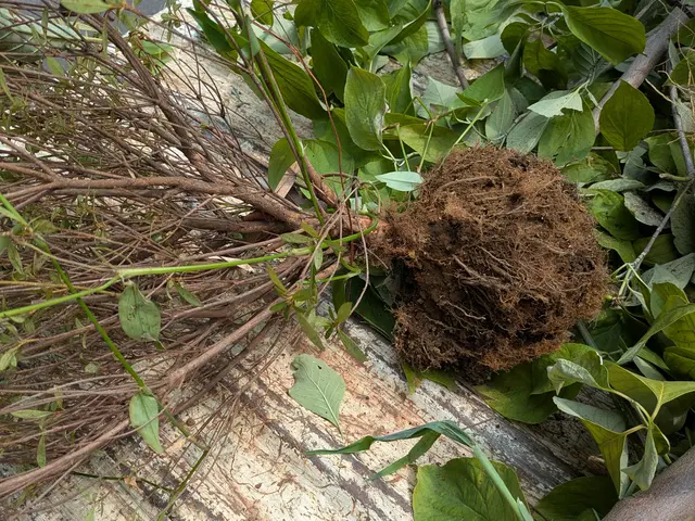 庭木の伐採・抜根で景観をキレイに！お庭のお困りごとは何でもご相談ください(^^)サービスの画像