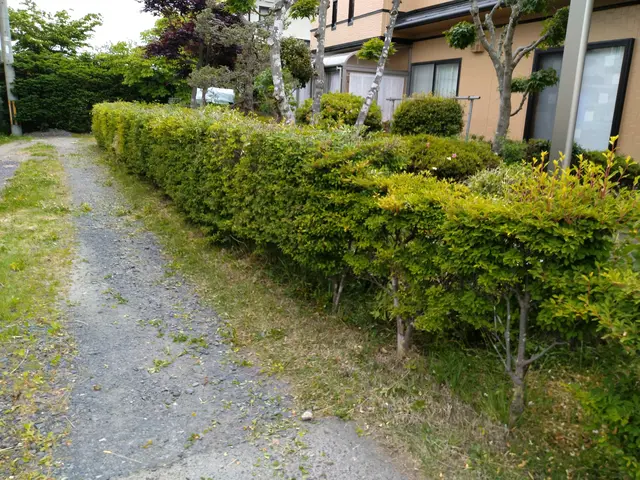 【 植え込み・生垣の剪定 】　※岩手県全域対応(対象地域外は交通費別途。)サービスの画像